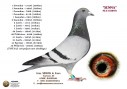 NL11-1038591V